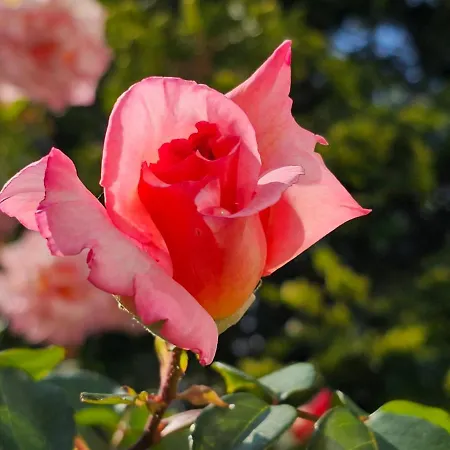 Diamond Sarafovo By Kp Aparthotel 4*