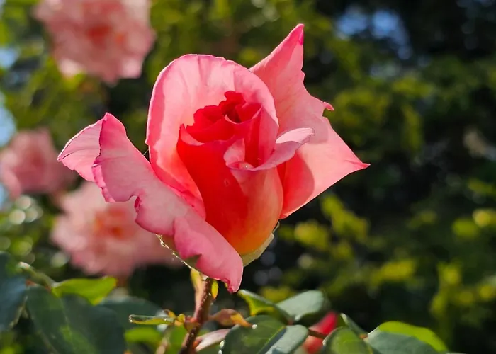 Diamond Sarafovo By Kp Ξενοδοχείο με διαμερίσματα 4*