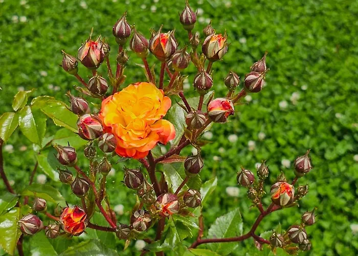 Aparthotel Diamond Sarafovo By Kp 4*