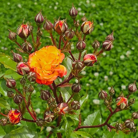 Aparthotel Diamond Sarafovo By Kp 4*